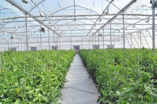 中以高效农业示范园番茄大棚