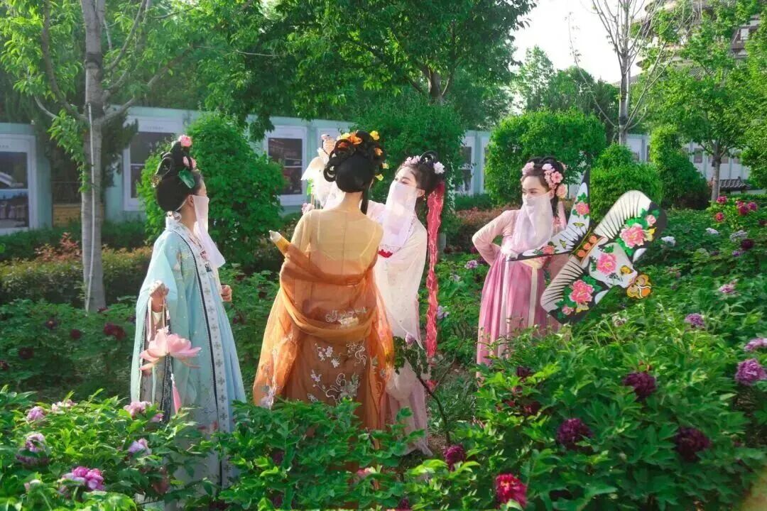 牡丹花开- 老家河南网