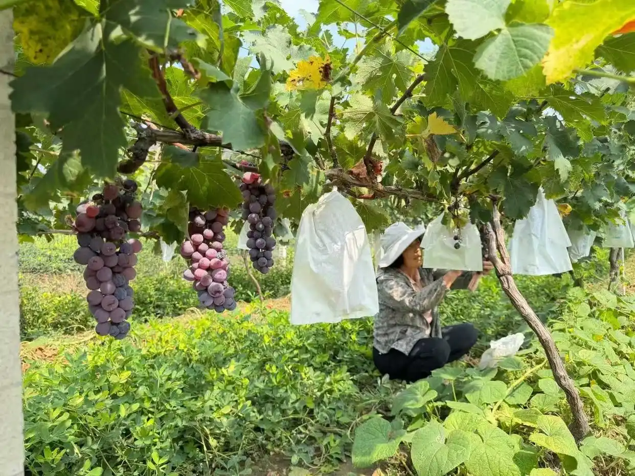  老家河南网-河南封丘：一村一品兴产业 特色沃土绘振兴